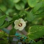 Merremia tridentata 花