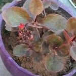 Kalanchoe blossfeldianaÕis