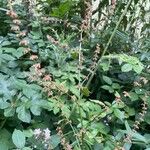 Rumex sanguineus ᱛᱟᱦᱮᱸ