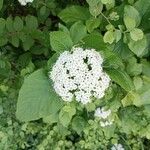 Viburnum lantanaBlüte