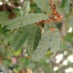 Calliandra eriophylla Lapas