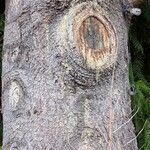 Pinus monticola Corteza
