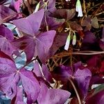 Oxalis triangularis Blatt