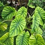 Alocasia clypeolata Hoja