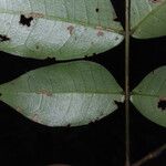 Inga gracilifolia Folla