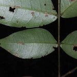 Inga gracilifolia Feuille