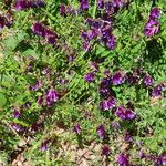 Vicia eriocarpa Blodyn