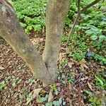 Rhododendron canescens Kabuk