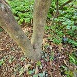 Rhododendron canescens Bark