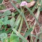 Boerhavia diffusa ശീലം