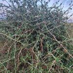 Solanum arundo Yeri