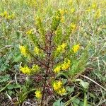 Odontites luteus Flower