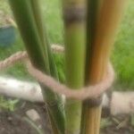 Equisetum giganteum Rinde