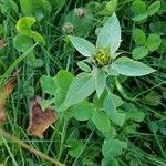 Helianthus annuusFlower