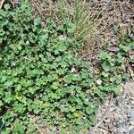 Malva neglecta Habit