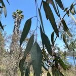 Eucalyptus sideroxylon Levél