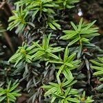 Taxus cuspidata Blatt