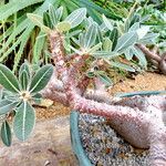 Pachypodium rosulatum Bark