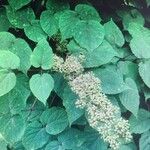 Aralia racemosa Flower