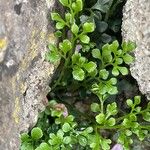 Asplenium ruta-muraria Blad