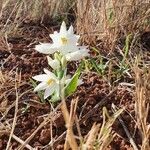 Chlorophytum tuberosum موطن