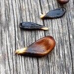 Pyrus communis Alia