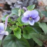 Viola rostrata Habitatea