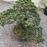 Pinus parviflora पत्ता