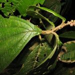 Miconia diaphanea Yaprak