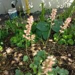 Heuchera cylindrica Habit