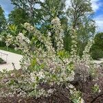 Prunus pumila Агульны выгляд