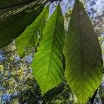 Asimina triloba Ліст