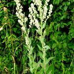 Verbascum lychnitis Habitat