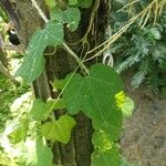 Passiflora filipes Leaf