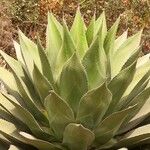 Agave shawii 整株植物