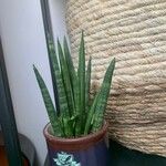 Sansevieria spp. Leaf