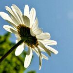 Leucanthemum vulgare Žiedas