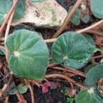 Begonia acetosa Hoja