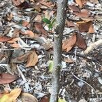 Solanum vespertilio Bark