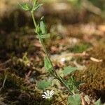 Stellaria cuspidata Staniste