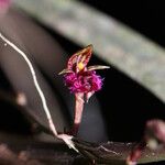 Bulbophyllum fayi Flower