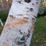 Betula utilis Ŝelo