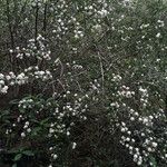 Ceanothus cuneatus Habitus