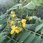 Senna spectabilis List