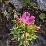 Dianthus glacialis Flower