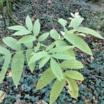 Carya cordiformis Leaf