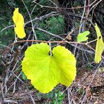 Vitis californica برگ