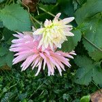 Dahlia x cultorum Virág