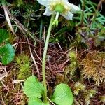 Moneses uniflora Écorce