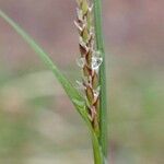 Carex montana Fruto